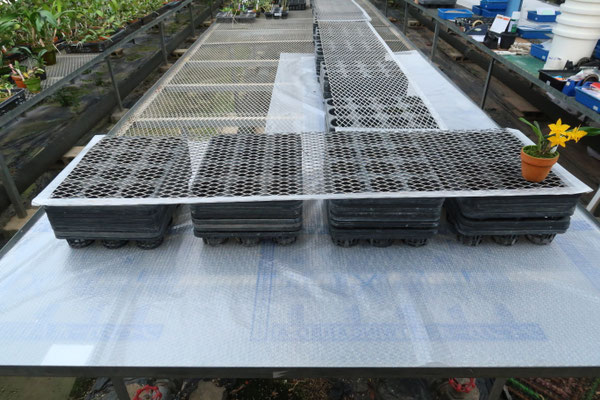 ３連休セール！超希少！ grandidens 大型木質化株！ ご予約受付開始】2026年モデル Ninja ZX-6R| BDSバイクセンサー