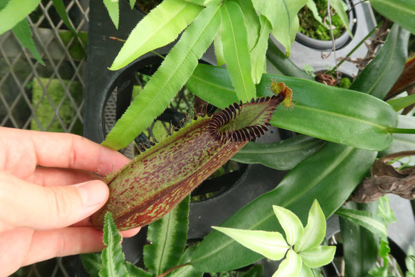 カーティシー/茎伏せ/発根済み/発芽予兆有り/親株は10年以上前入手 2〜3発芽カーティシー/茎伏せ/発根済み/発芽予兆有り/親株は10年