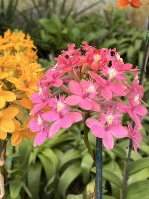 希望の花 農場だより - (株)東京オーキット・ナーセリー