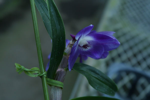 農場だより - (株)東京オーキット・ナーセリー