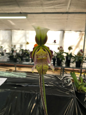 原種保存賞 Paph. sangii (出品者:秋山なが俊様)