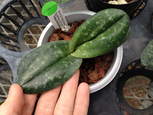bellatulum x sib ('Spot & Rain' x 'Black Emperor'GM/JOGA)ダルマのように丸く肉厚な苗です！