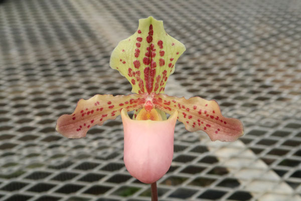 ヒメオオルリアゲハ ♂♀標本 ☆ニューカレドニア産☆激レア標本・入手