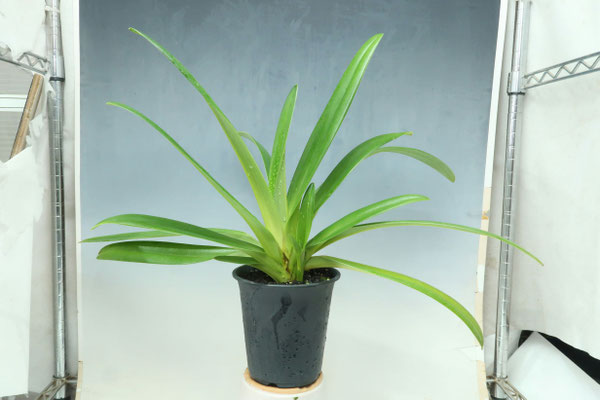 商品3823 - (株)東京オーキット・ナーセリー