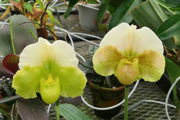 農場だより - (株)東京オーキット・ナーセリー