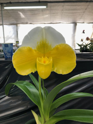 人気投票5位 Paph. Tsukuba Sweet 'Perfection' (出品者:太田精一様)