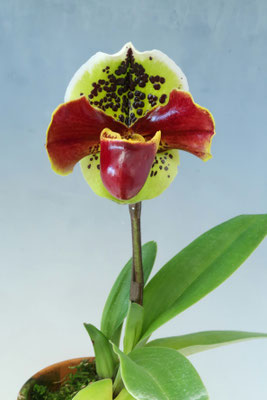 てつ様　グラキリス 商品3815 - (株)東京オーキット・ナーセリー