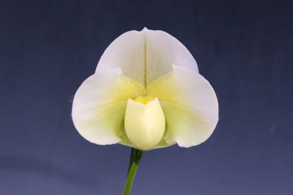 東京オーキット賞 田口 隆一様出展 Paph. (Snow Galaxy 'Pretty' x Stone Lovely 'Shrex')