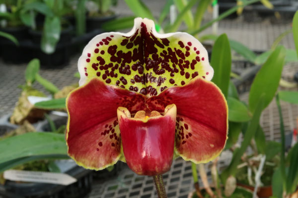 農場だより - (株)東京オーキット・ナーセリー