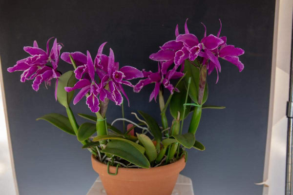 岡田蘭園賞　C. maxima f. rubra 'Matsumoto'　松本　竹彦様