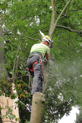 Baumkontrolle, Baumpflege, Baumarbeiten Pforzheim