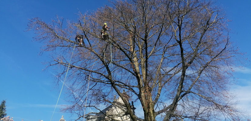 Baumkontrolle, Baumpflege aktuell in Pforzheim