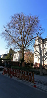Baumkontrolle, Baumpflege, Baumarbeiten in Pforzheim