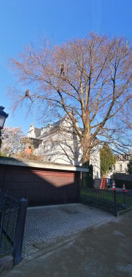 Baumkontrolle, Baumpflege in Pforzheim