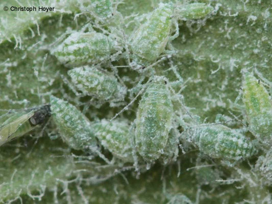 Mehlige Pflaumenlaus (Hyalopterus pruni) an Zwetsche