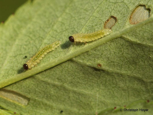 Rosenblattwespe (Cladius difformis) - Larve