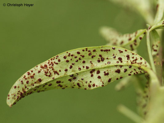 Rost (Puccinia antirrhini) an Löwenmäulchen (Antirrhinum majus)