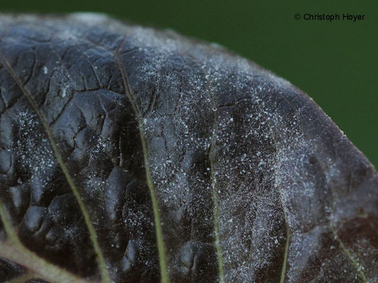 Echter Mehltau (Golovinomyces cichoracearum) an Schnittsalat