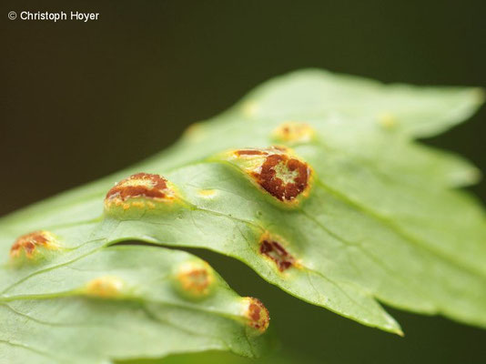 Rost (Puccinia bornmuelleri) an Liebstöckel (Levisticum officinale) 