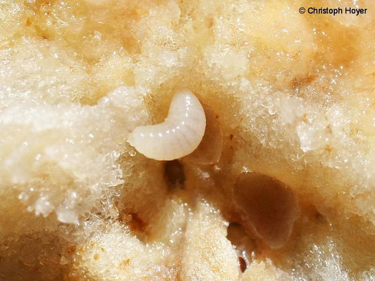 Schwammgalle - Biorhiza pallida -Larve