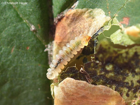 Kastanienminiermotte (Cameraria ohridella) - Larve