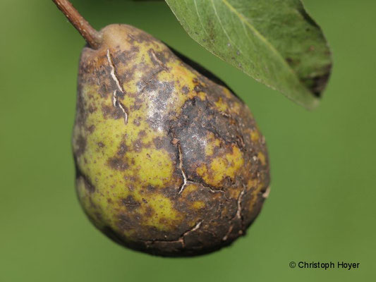 Birnenschorf an Frucht