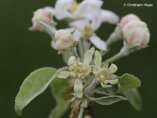 Echter Mehltau an Apfelblüte 