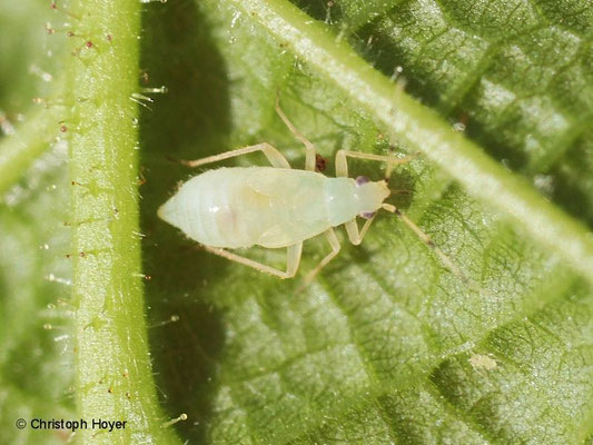 Haselnusswanze (Phylus coryli) - Larve