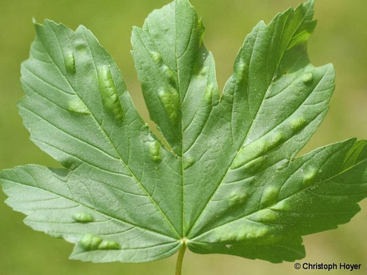 Gallmilben an Ahorn - Schadbild
