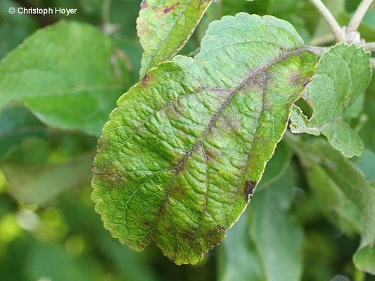 Apfelschorf am Blatt
