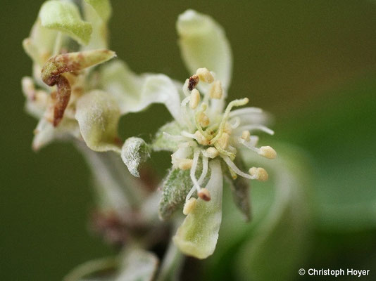 Echter Mehltau an Apfelblüte 