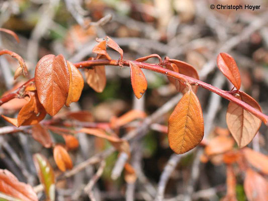 Frostschaden an Cotoneaster