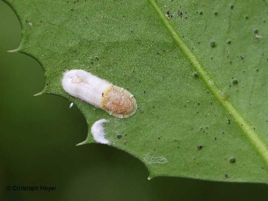 Wollige Schildläuse an Ilex