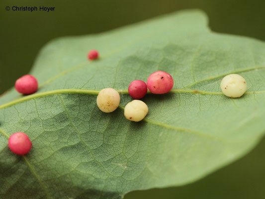 Gallapfel - Schadbild - Cynips quercusfolii