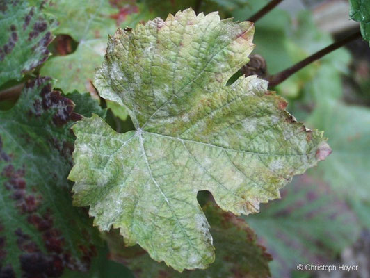 Echter Mehltau an Wein - Blattbefall