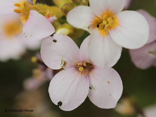 Glanzkäfer (Brassicogethes spec.) an Gänsekresse (Arabis caucasica) - Schadbild