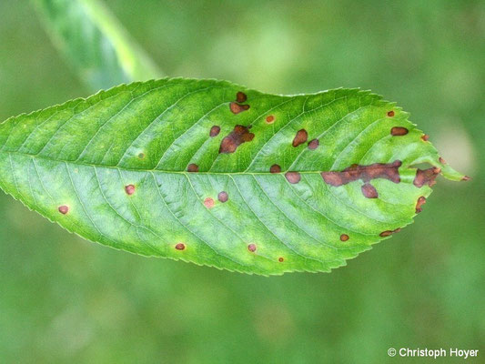 Schrotschusskrankheit (Stigmina carpophila) an Süßkirsche