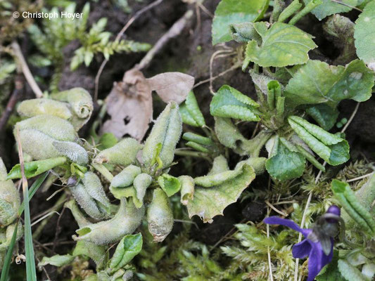 Veilchenblattrollmücke (Dasineura affinis)an Duftveilen (Viola odorata) - Schadbild