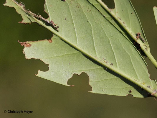 Schlehen-Bürstenspinner (Orgyia antiqua) - Schadbild an Kirschlorbeer (Prunus laurocerasus)
