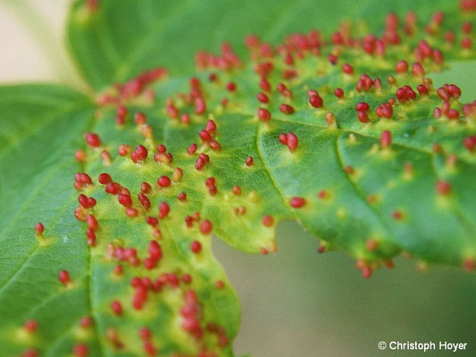 Gallmilben  an Ahorn - Schadbild