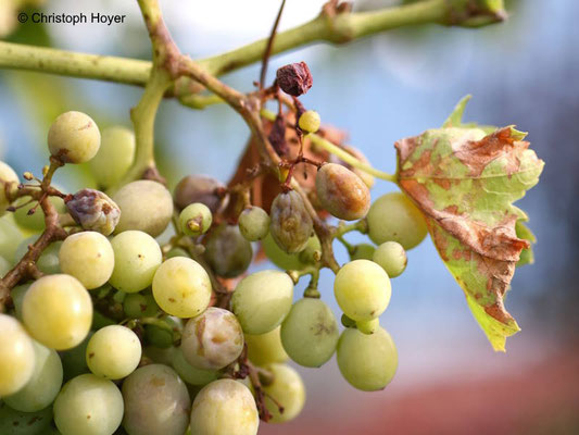 Falscher Mehltau an Wein (Plasmopara viticola) - Befall an der Frucht