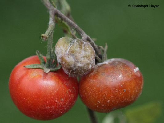 Kraut- und Braunfäule an Tomate - Schadbild an Früchten
