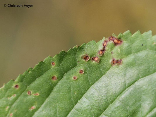 Schrotschusskrankheit (Stigmina carpophila) an Süßkirsche