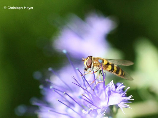 Große Schwebfliege (Syrphus ribesii)