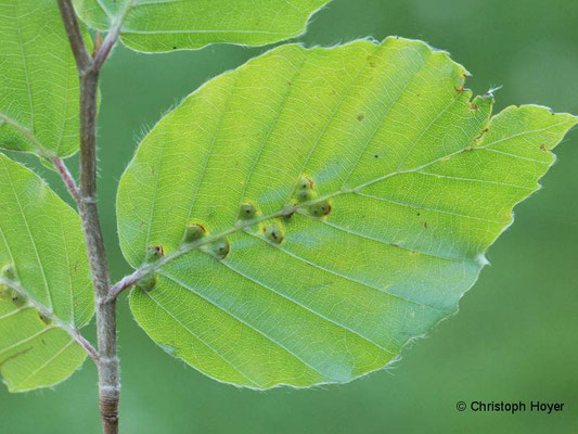 Buchengallmücke (Hartigiola annulipes) - Schadbild