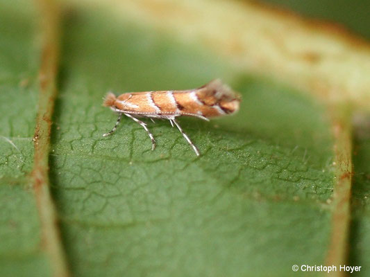 Kastanienminiermotte (Cameraria ohridella) - Falter