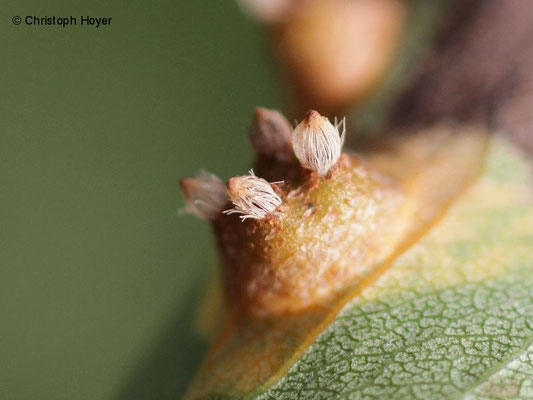 Birnengitterrost (Gymnosporangium sabinae) an Birne  - Schadbild Blatt