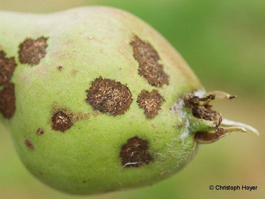 Birnenschorf an Frucht