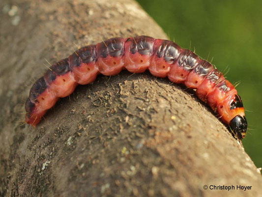 Weidenbohrer Cossus Cossus Schadbilder
