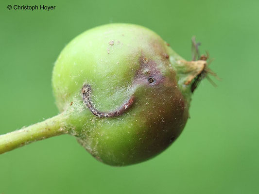 Apfelsägewespe - Schadbild